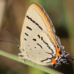 Jalmenus evagoras at West Wodonga, VIC - 27 Jan 2023