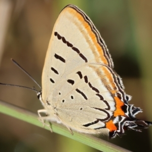 Jalmenus evagoras at West Wodonga, VIC - 27 Jan 2023