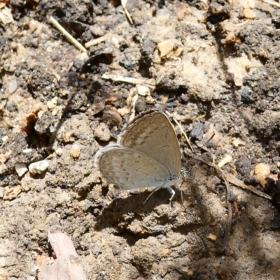 Zizina otis (Common Grass-Blue) at Flea Bog Flat to Emu Creek Corridor - 26 Jan 2023 by JohnGiacon