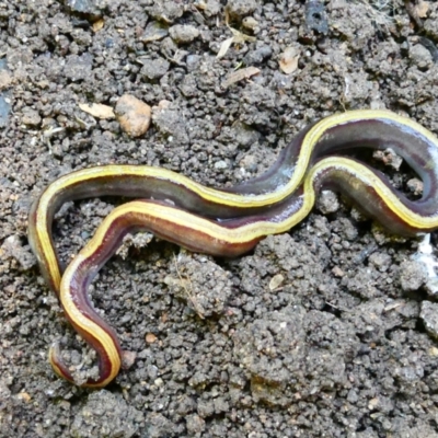 Caenoplana variegata (Two-tone Planarian) at Belconnen, ACT - 26 Jan 2023 by JohnGiacon