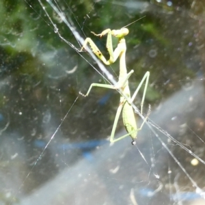 Pseudomantis albofimbriata at Belconnen, ACT - 26 Jan 2023