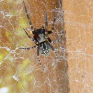 Pseudomantis albofimbriata at Belconnen, ACT - 26 Jan 2023