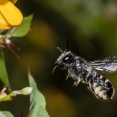 Megachile leucopyga at Acton, ACT - 27 Jan 2023 by Roger