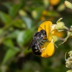 Megachile leucopyga at Acton, ACT - 27 Jan 2023 12:45 PM