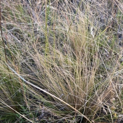 Nassella trichotoma (Serrated Tussock) at The Fair, Watson - 26 Jan 2023 by waltraud