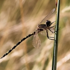 Synthemis eustalacta (Swamp Tigertail) at West Wodonga, VIC - 26 Jan 2023 by KylieWaldon