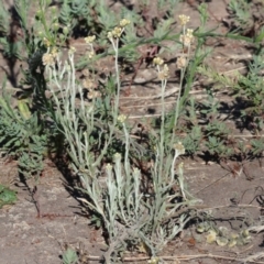 Pseudognaphalium luteoalbum (Jersey Cudweed) at West Wodonga, VIC - 27 Jan 2023 by KylieWaldon