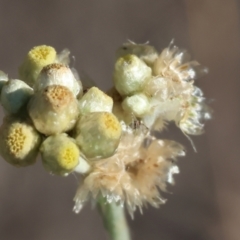 Pseudognaphalium luteoalbum at West Wodonga, VIC - 27 Jan 2023 08:52 AM