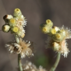 Pseudognaphalium luteoalbum at West Wodonga, VIC - 27 Jan 2023 08:52 AM