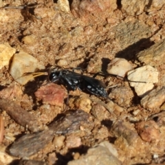 Unidentified Spider wasp (Pompilidae) at West Wodonga, VIC - 26 Jan 2023 by KylieWaldon