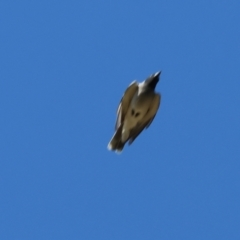 Coracina novaehollandiae (Black-faced Cuckooshrike) at Wodonga - 26 Jan 2023 by KylieWaldon