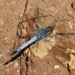 Orthetrum caledonicum (Blue Skimmer) at Wodonga - 26 Jan 2023 by KylieWaldon