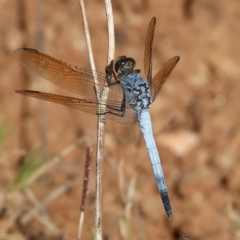 Orthetrum caledonicum at West Wodonga, VIC - 27 Jan 2023 08:40 AM