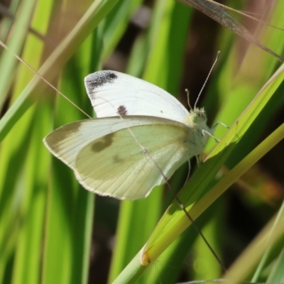 Pieris rapae (Cabbage White) at Felltimber Creek NCR - 26 Jan 2023 by KylieWaldon