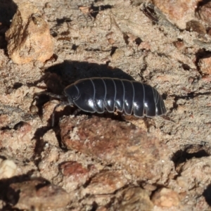 Armadillidium vulgare at West Wodonga, VIC - 27 Jan 2023