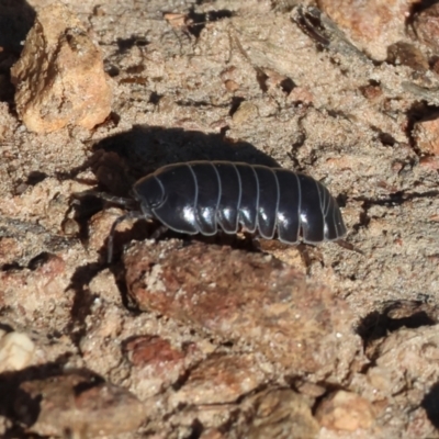 Armadillidium vulgare (Slater bug, woodlouse, pill bug, roley poley) at Felltimber Creek NCR - 27 Jan 2023 by KylieWaldon