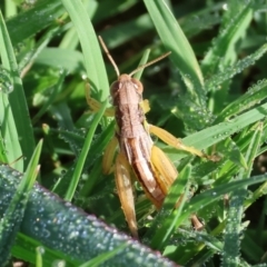Praxibulus sp. (genus) (A grasshopper) at West Wodonga, VIC - 26 Jan 2023 by KylieWaldon