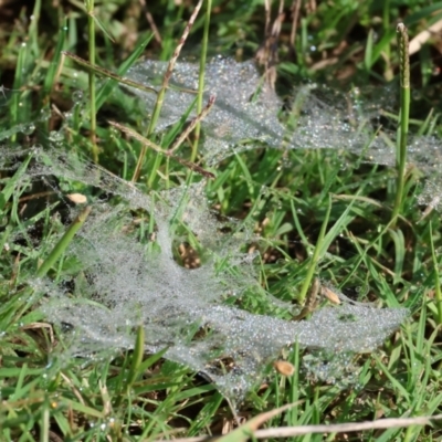 Linyphiidae (family) at Wodonga - 26 Jan 2023 by KylieWaldon