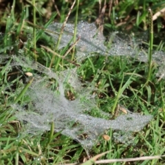 Unidentified Other web-building spider at West Wodonga, VIC - 26 Jan 2023 by KylieWaldon
