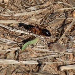 Camponotus consobrinus (Banded sugar ant) at West Wodonga, VIC - 27 Jan 2023 by KylieWaldon