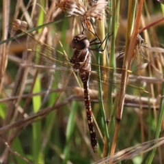 Adversaeschna brevistyla (Blue-spotted Hawker) at West Wodonga, VIC - 27 Jan 2023 by KylieWaldon