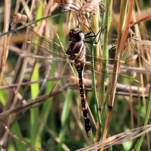 Adversaeschna brevistyla at West Wodonga, VIC - 27 Jan 2023