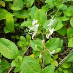 Lonicera japonica (Japanese Honeysuckle) at Isaacs Ridge and Nearby - 27 Jan 2023 by Mike