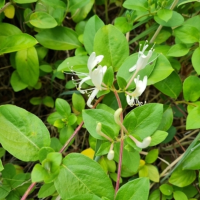 Lonicera japonica (Japanese Honeysuckle) at Isaacs, ACT - 27 Jan 2023 by Mike