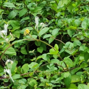 Lonicera japonica at Isaacs, ACT - 27 Jan 2023