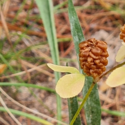 Trifolium campestre (Hop Clover) at Isaacs Ridge and Nearby - 27 Jan 2023 by Mike