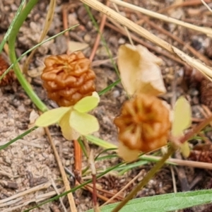 Trifolium campestre at Isaacs, ACT - 27 Jan 2023