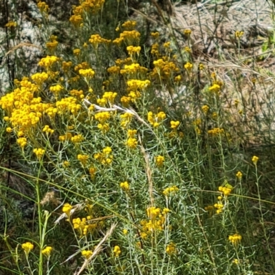 Chrysocephalum semipapposum (Clustered Everlasting) at Isaacs, ACT - 27 Jan 2023 by Mike