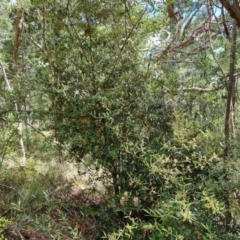 Olea europaea subsp. cuspidata (African Olive) at Isaacs Ridge and Nearby - 27 Jan 2023 by Mike
