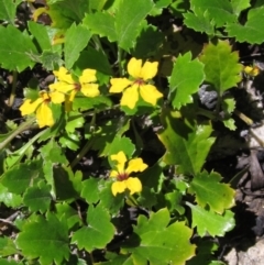 Goodenia hederacea subsp. alpestris at Tennent, ACT - 11 Jan 2023 by pinnaCLE