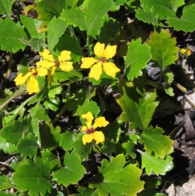 Goodenia hederacea subsp. alpestris at Tennent, ACT - 10 Jan 2023 by pinnaCLE