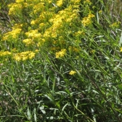 Senecio linearifolius (Fireweed Groundsel, Fireweed) at Tennent, ACT - 10 Jan 2023 by pinnaCLE
