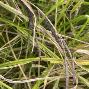 Carex polyantha at Tennent, ACT - 26 Jan 2023