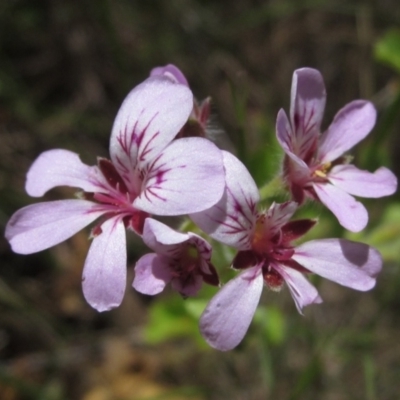 Pelargonium australe (Austral Stork's-bill) at Tennent, ACT - 11 Jan 2023 by pinnaCLE