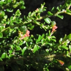 Leionema lamprophyllum subsp. obovatum (Shiny Phebalium) at Tennent, ACT - 11 Jan 2023 by pinnaCLE