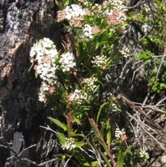 Platysace lanceolata (Shrubby Platysace) at Tennent, ACT - 11 Jan 2023 by pinnaCLE