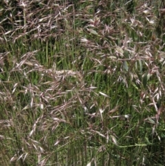 Rytidosperma pallidum (Red-anther Wallaby Grass) at Namadgi National Park - 11 Jan 2023 by pinnaCLE