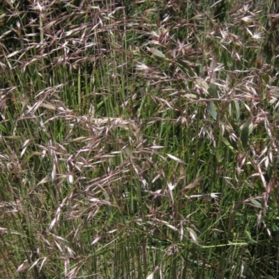 Rytidosperma pallidum (Red-anther Wallaby Grass) at Tennent, ACT - 11 Jan 2023 by pinnaCLE