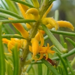 Persoonia mollis subsp. leptophylla at Morton National Park - 24 Jan 2023 by RobG1