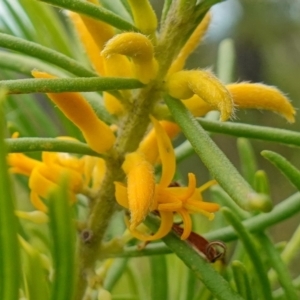 Persoonia mollis subsp. leptophylla at Boolijah, NSW - suppressed