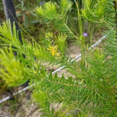 Persoonia mollis subsp. leptophylla at Boolijah, NSW - suppressed