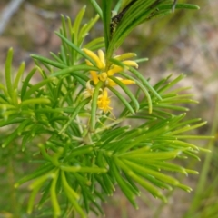 Persoonia mollis subsp. leptophylla at Boolijah, NSW - suppressed