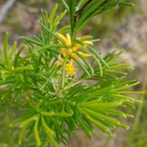 Persoonia mollis subsp. leptophylla at Boolijah, NSW - suppressed