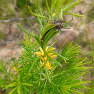 Persoonia mollis subsp. leptophylla at Boolijah, NSW - suppressed