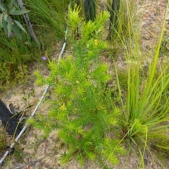 Persoonia mollis subsp. leptophylla at Boolijah, NSW - suppressed