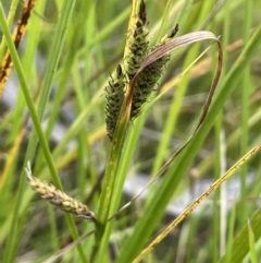 Carex gaudichaudiana (Fen Sedge) at Namadgi National Park - 26 Jan 2023 by JaneR